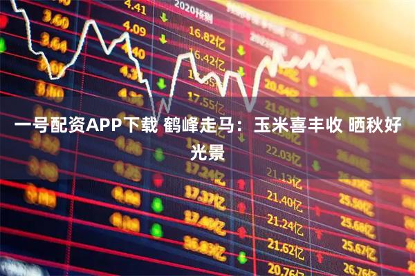 一号配资APP下载 鹤峰走马：玉米喜丰收 晒秋好光景